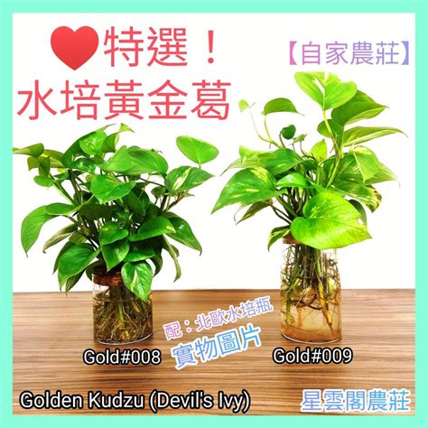 水種植物風水|零失敗：水種植物保養法